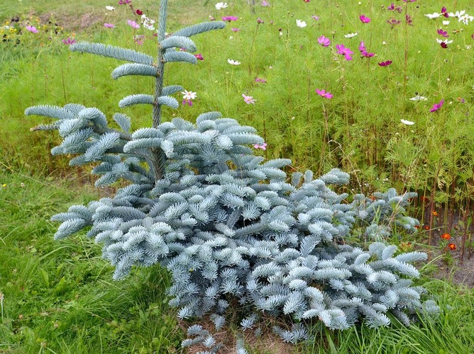 Sølvgran (Abies procera)